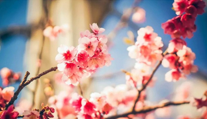 春季踏青正当时！五大事项请注意